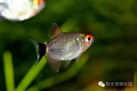 黑色小魚|小型魚缸適合養的十種魚